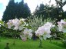 May blossom in the garden